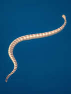 Image of Persian Gulf Sea Snake