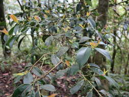 Image of Cleyera japonica var. morii (Yamamoto) Masam.