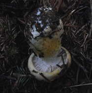 Hygrophorus pudorinus (Fr.) Fr. 1836的圖片