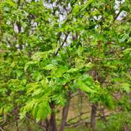 Image of Chinese Hawthorn