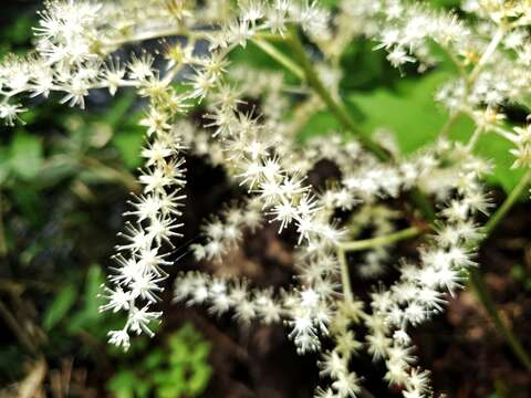 صورة Rodgersia podophylla A. Gray