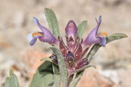 Image de Penstemon barnebyi N. H. Holmgren