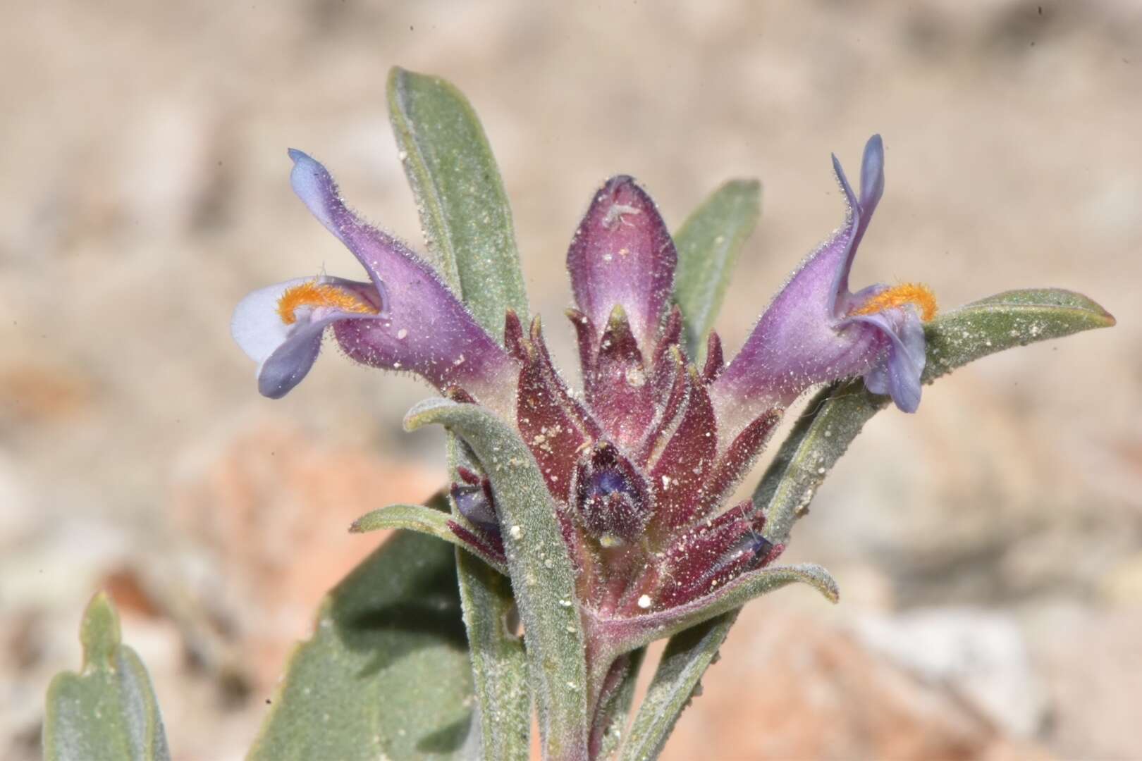 Image of White River Valley beardtongue