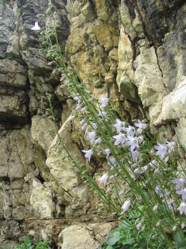 Image of Campanula sarmatica Ker Gawl.