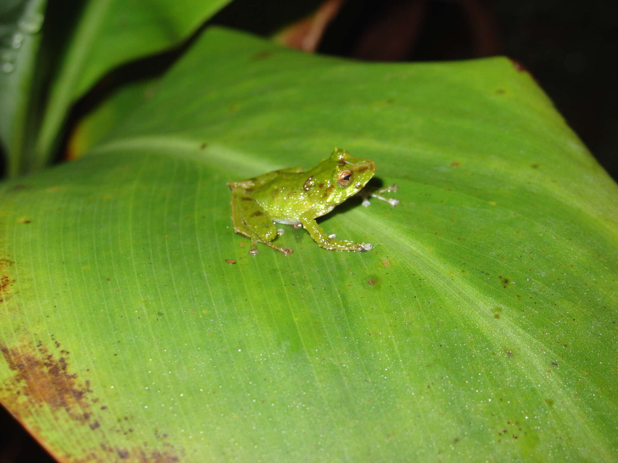 صورة Pristimantis galdi Jiménez de la Espada 1870