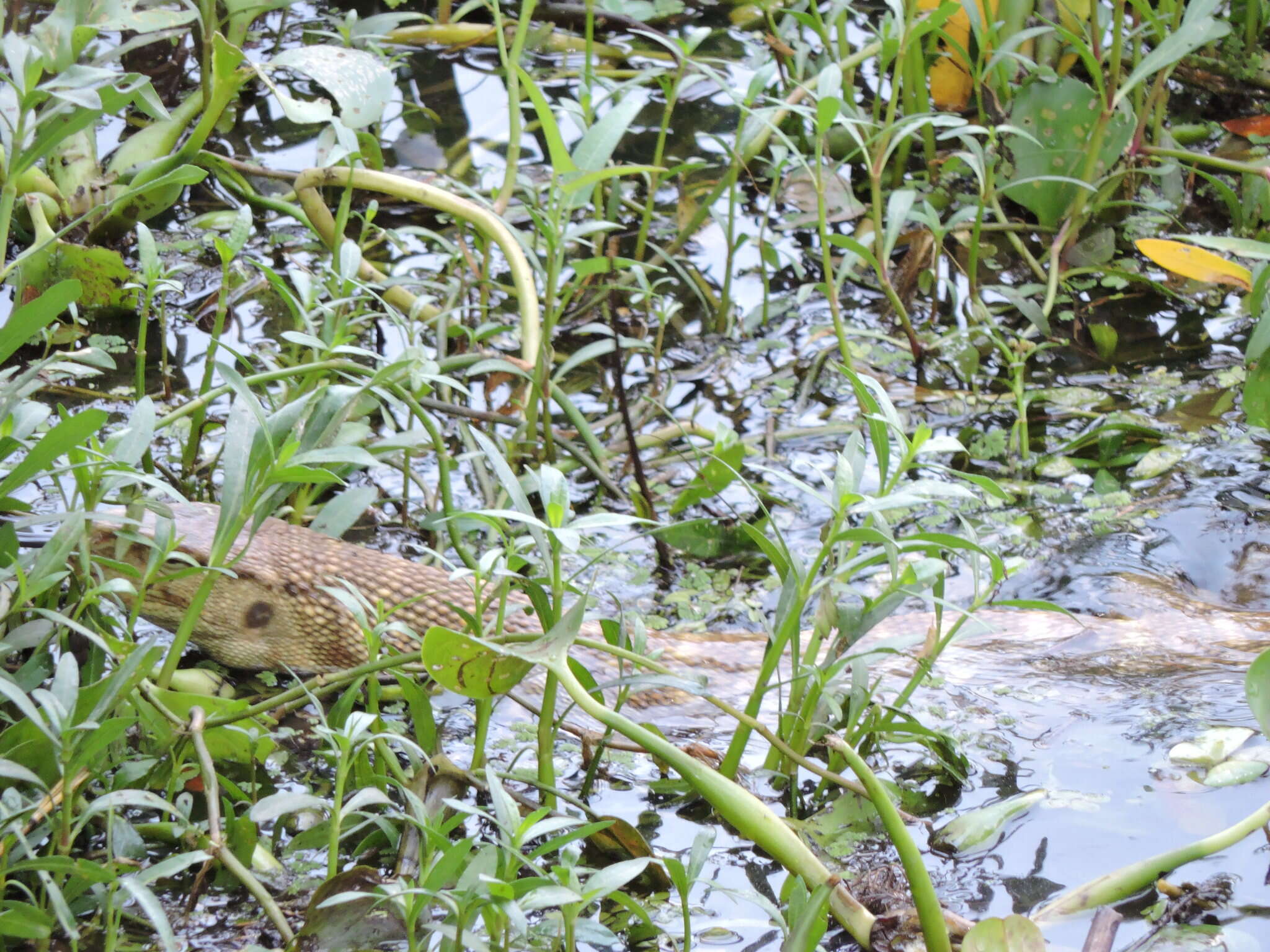 Image of Calcutta Oval-grain Lizard