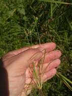 Imagem de Fimbristylis bisumbellata (Forssk.) Bubani