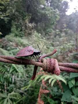 صورة Cyrtonota textilis (Boheman 1850)