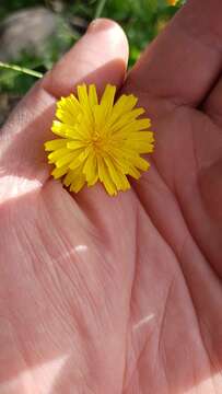 Image of Crepis hierosolymitana Boiss.