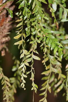 Image of Tmesipteris obliqua R. J. Chinnock