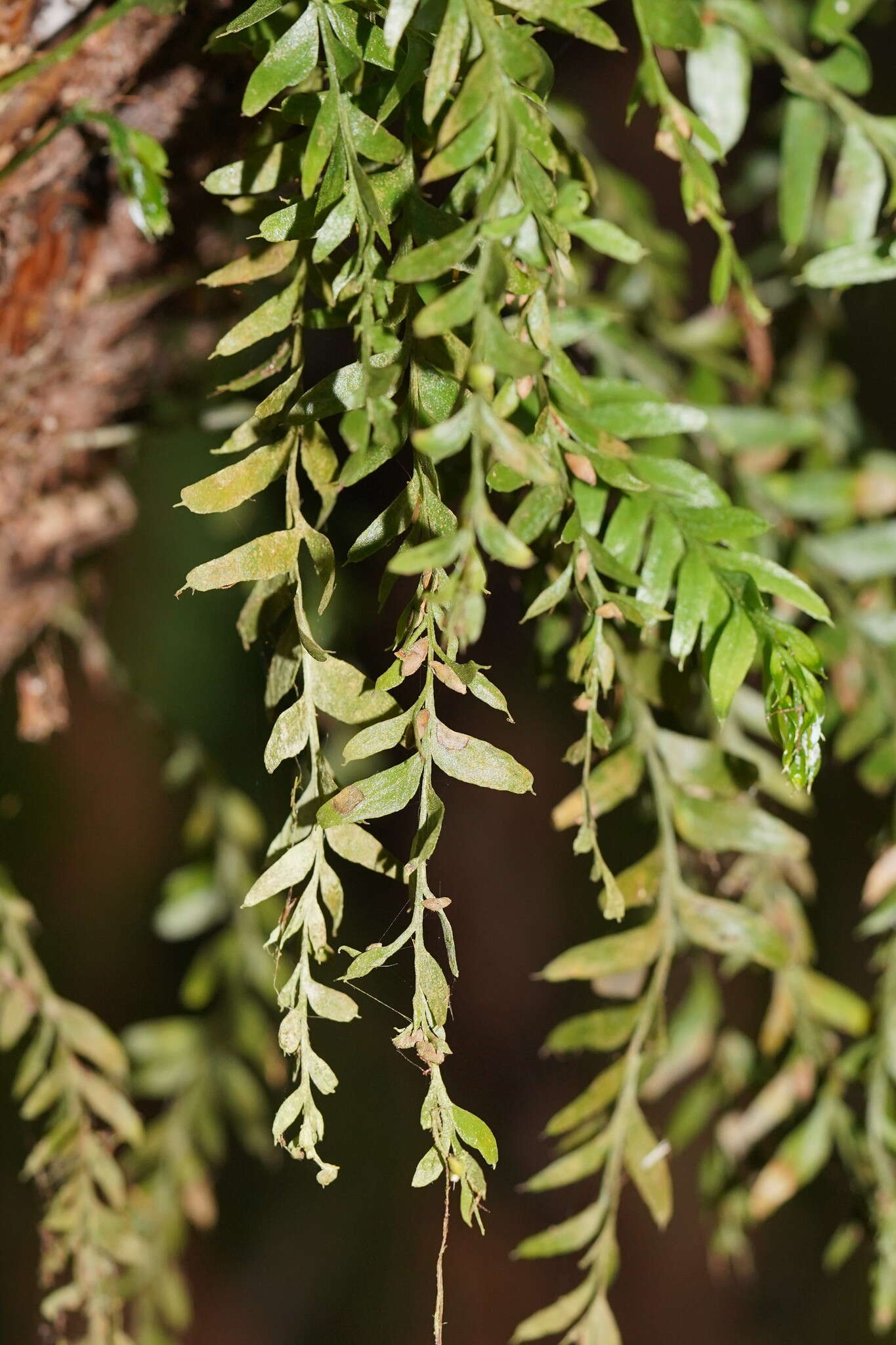 Image de Tmesipteris obliqua R. J. Chinnock