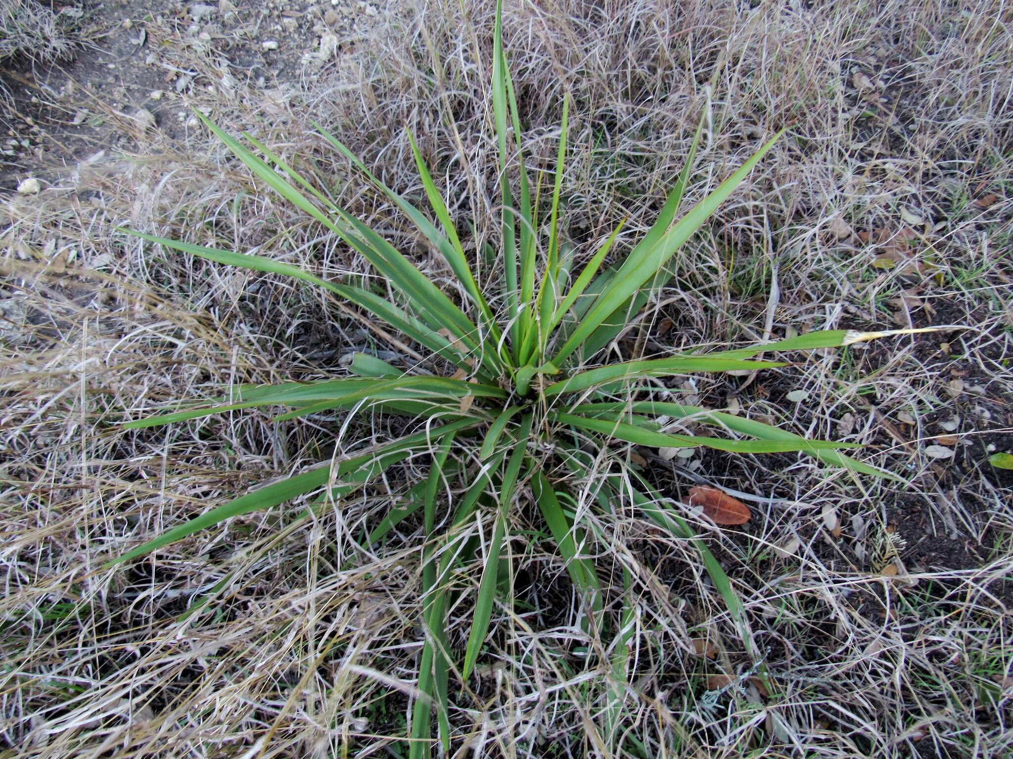 Image of Texas yucca