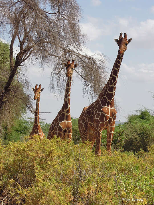 Image of reticulated giraffe