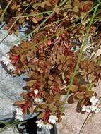 Image of Epilobium porphyrium G. Simpson