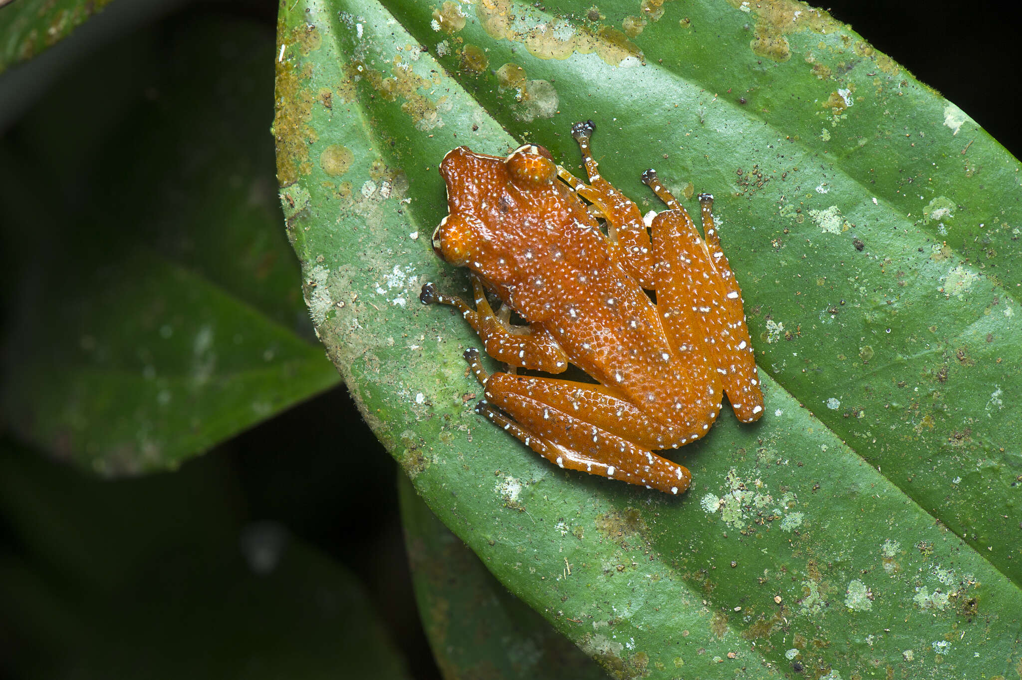 Слика од Nyctixalus pictus (Peters 1871)