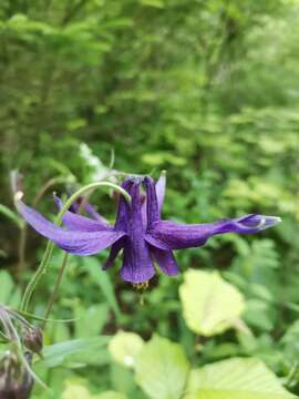 Слика од Aquilegia nigricans Baumg.