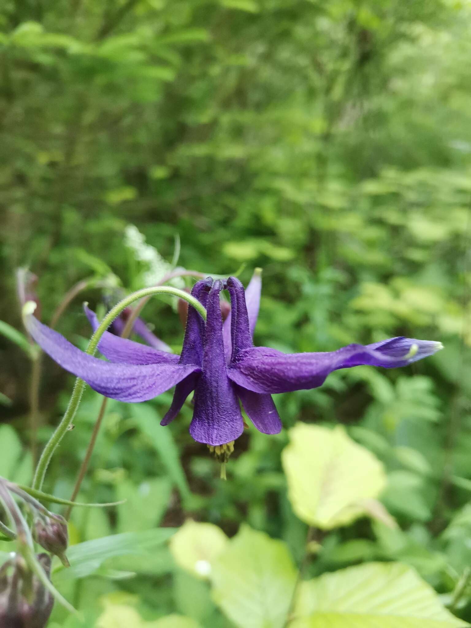 Image of Bulgarian Columbine