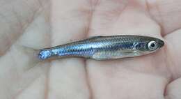 Imagem de Notropis amabilis (Girard 1856)