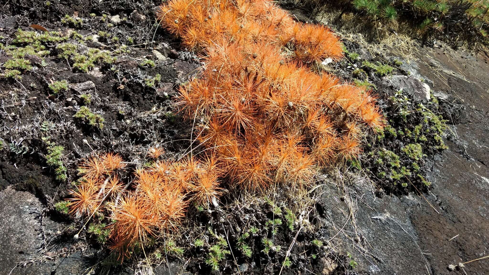 Image of Pincushions