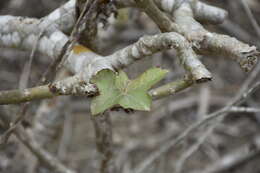 Image of Jatropha nudicaulis Benth.