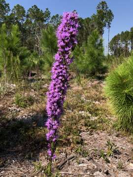 Image of Liatris laevigata Nutt.