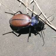 Imagem de Carabus (Megodontus) schoenherri Fischer von Waldheim 1820