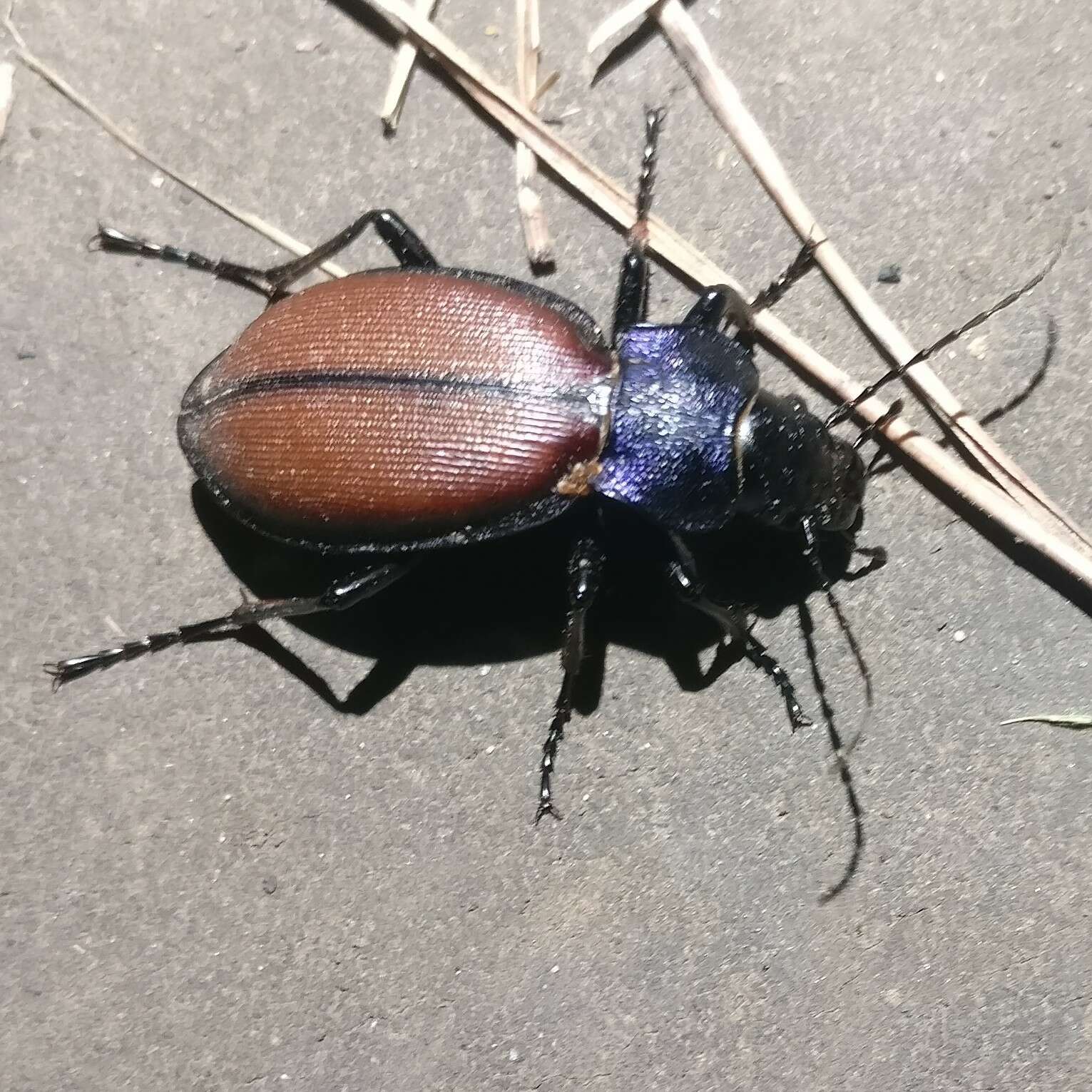 Imagem de Carabus (Megodontus) schoenherri Fischer von Waldheim 1820