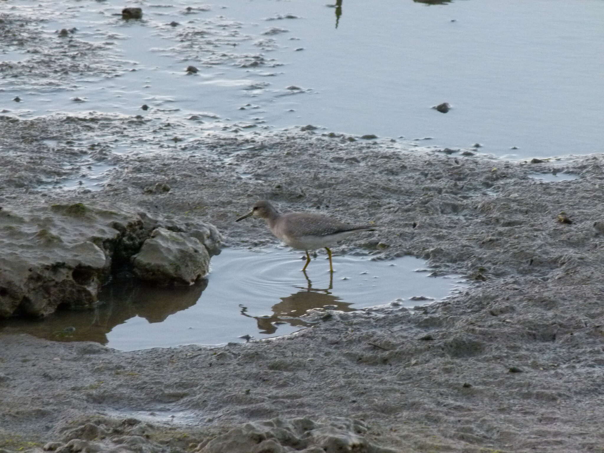 Image of Gray-tailed Tattler