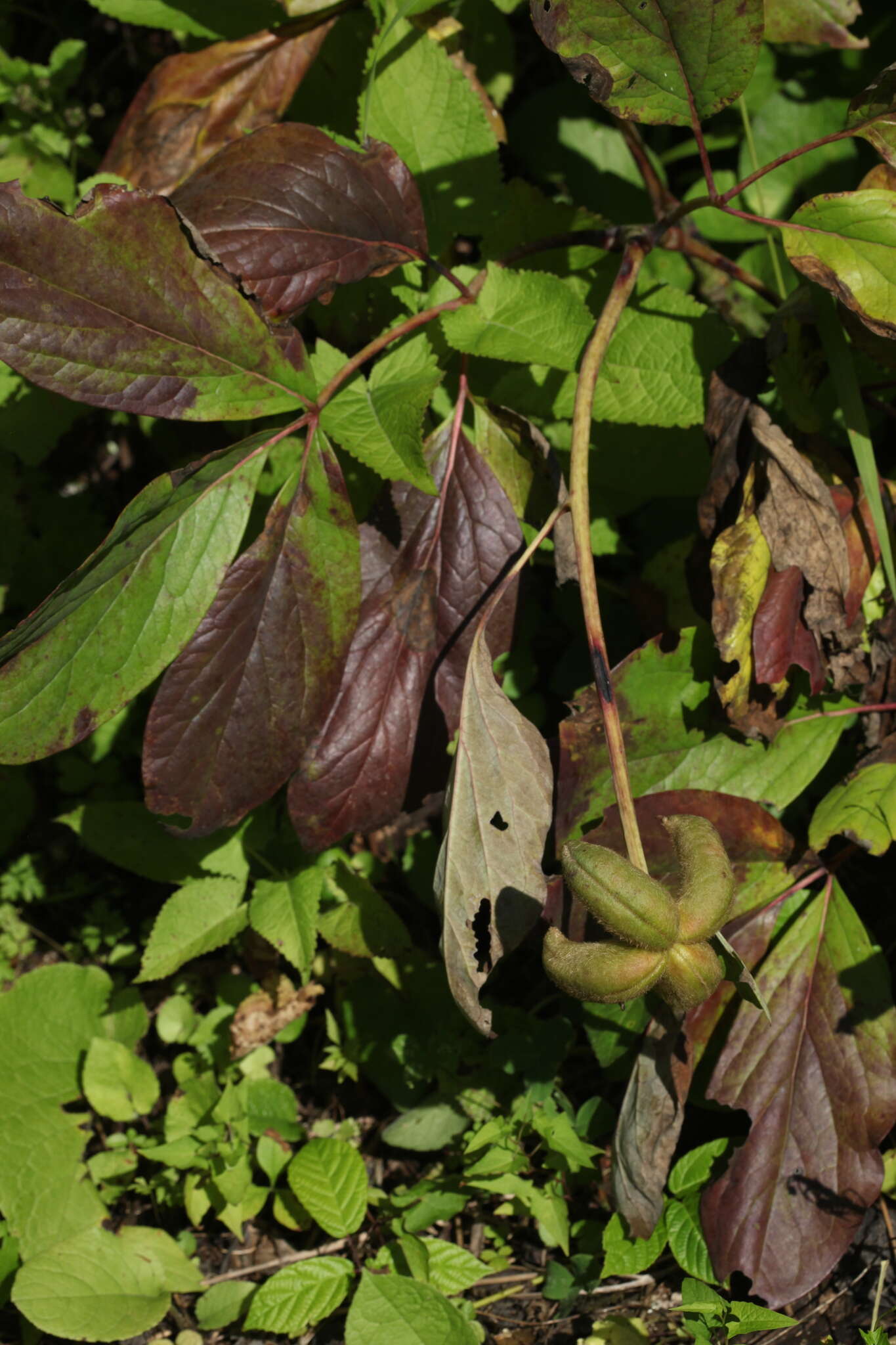 Image of Paeonia wittmanniana Hartw. ex Lindl.