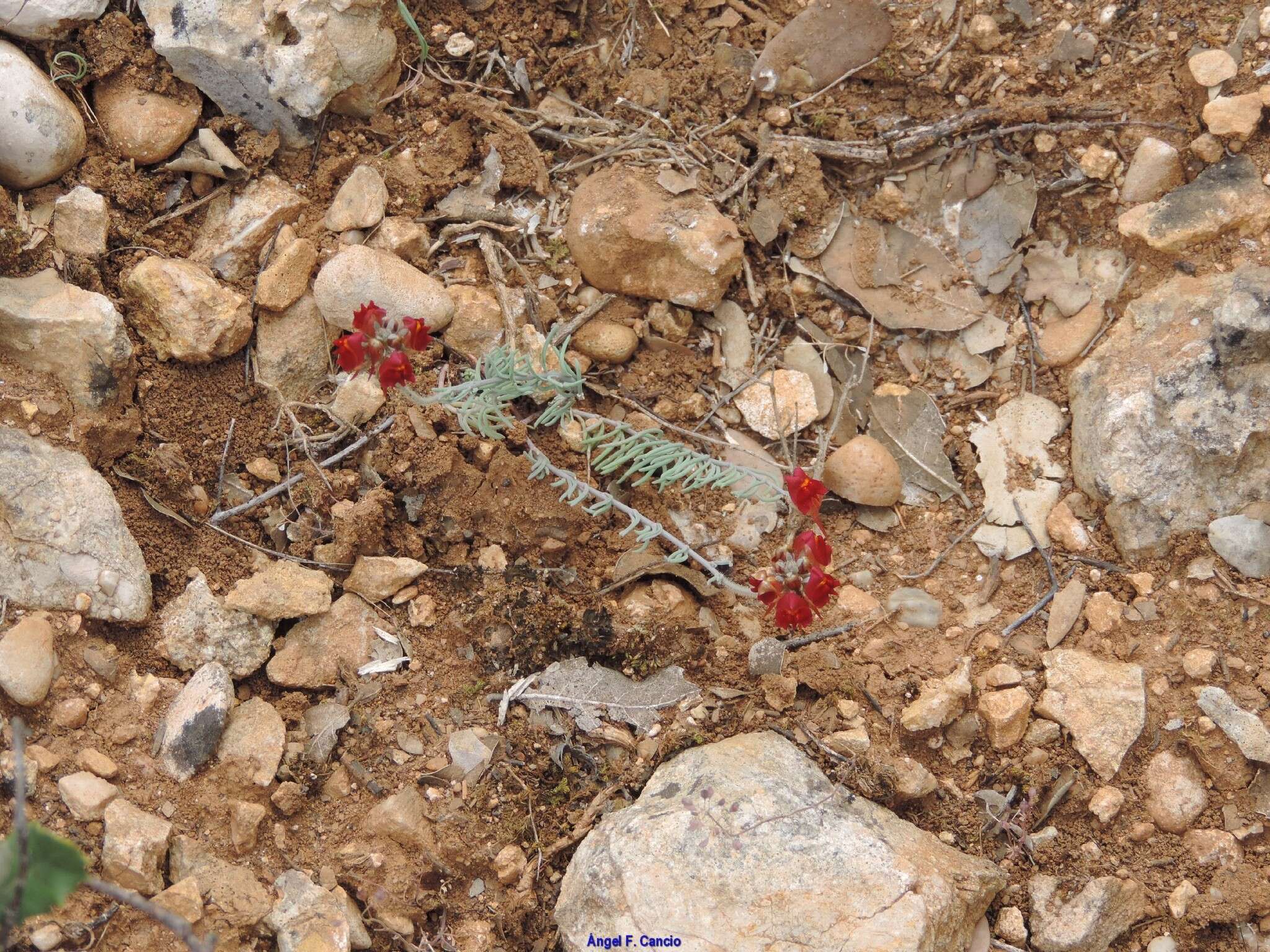 Image of roadside toadflax