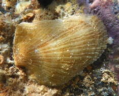 Image of Isognomon perna (Linnaeus 1767)