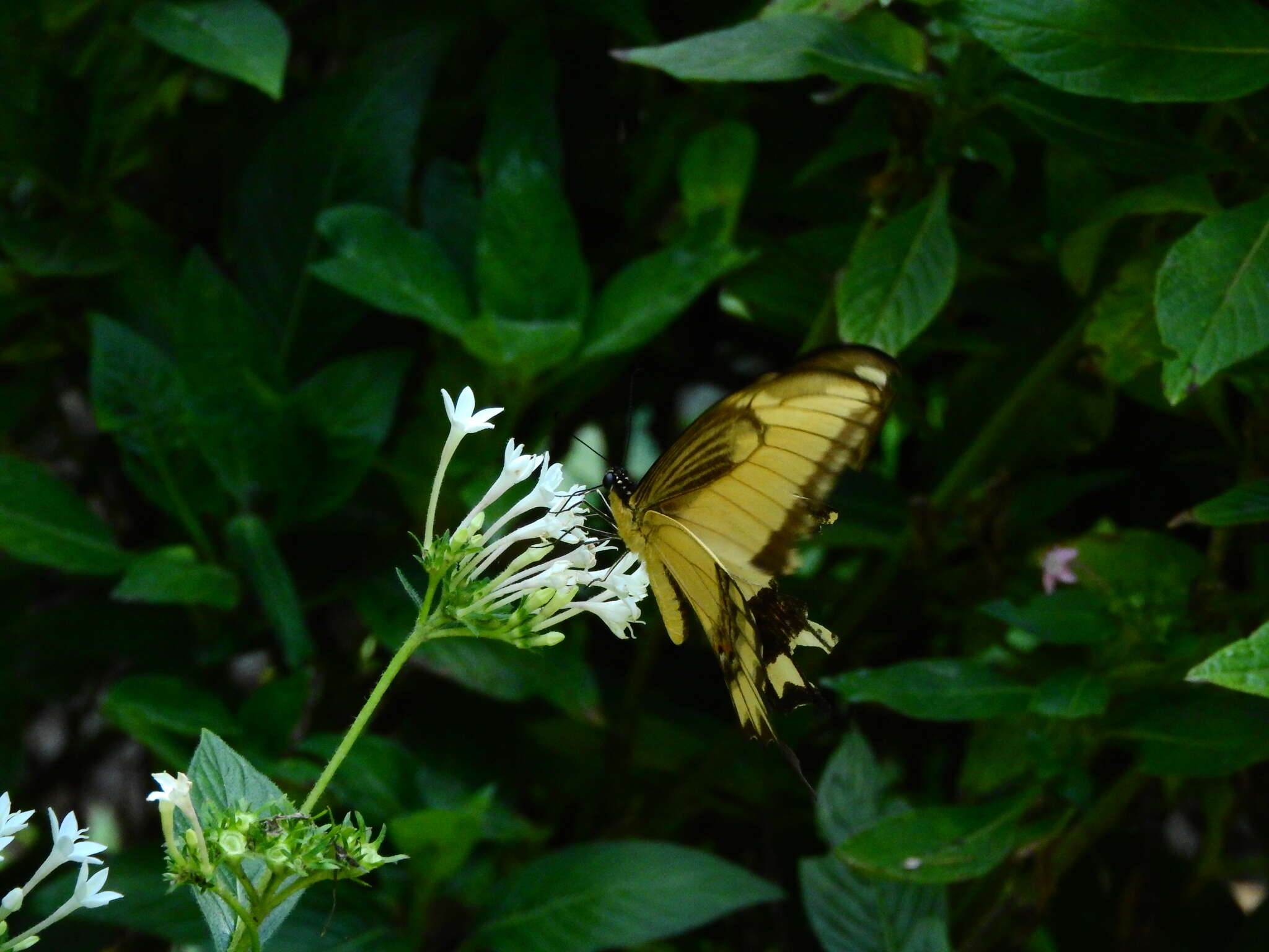 Слика од Papilio astyalus Godart 1819