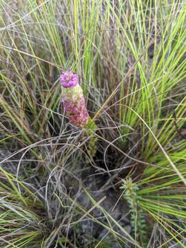 Image de Polygala timoutou Aubl.