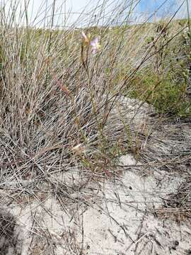 Image of Heliophila linearis var. linearifolia (Burch. ex DC.) Marais