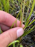 Image of yellow asphodel