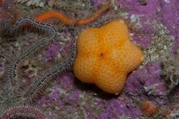 Image of Pteraster capensis Gray 1847