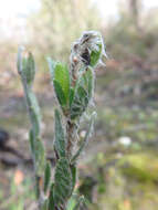 صورة Pimelea octophylla R. Br.