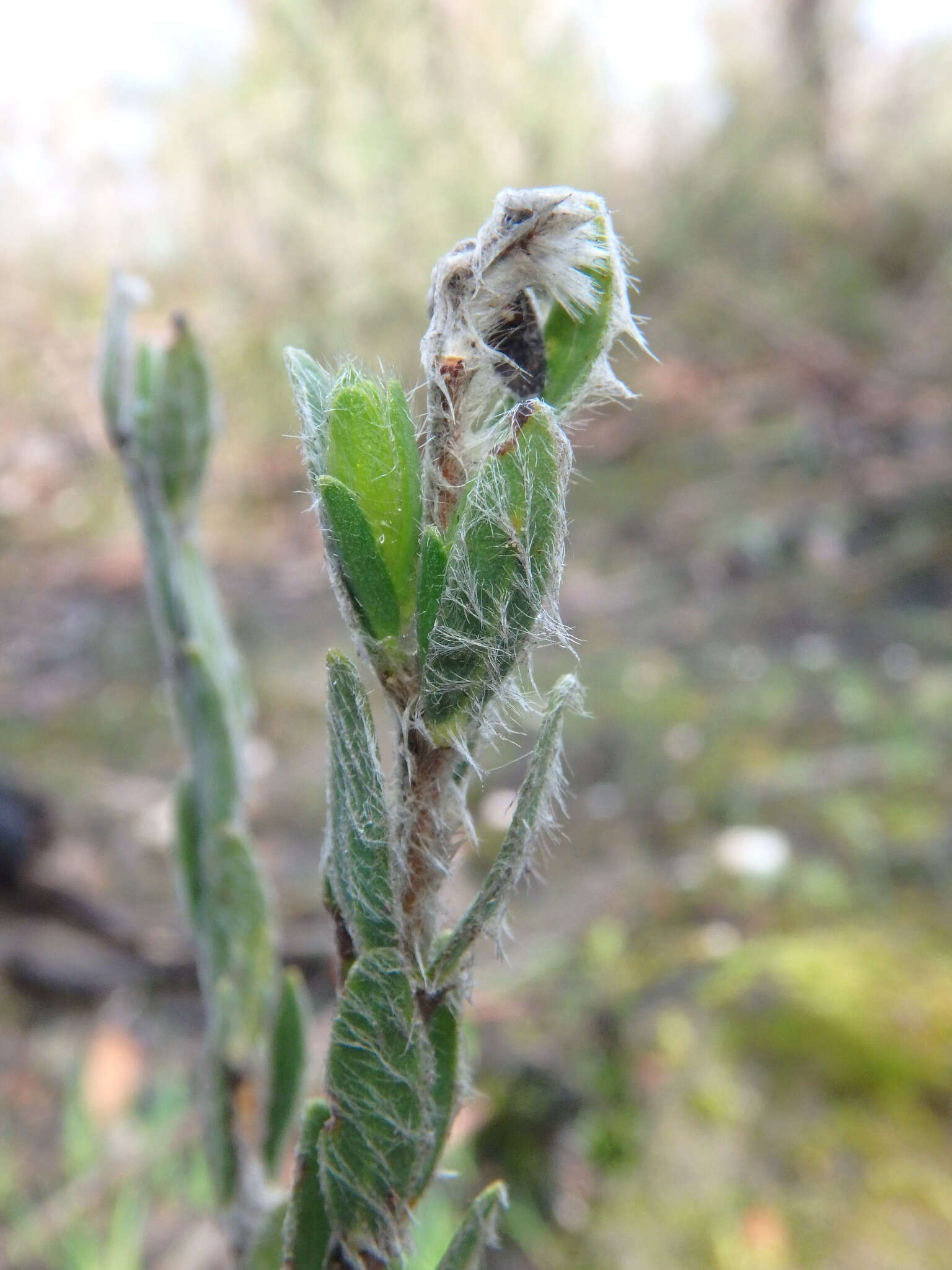 صورة Pimelea octophylla R. Br.