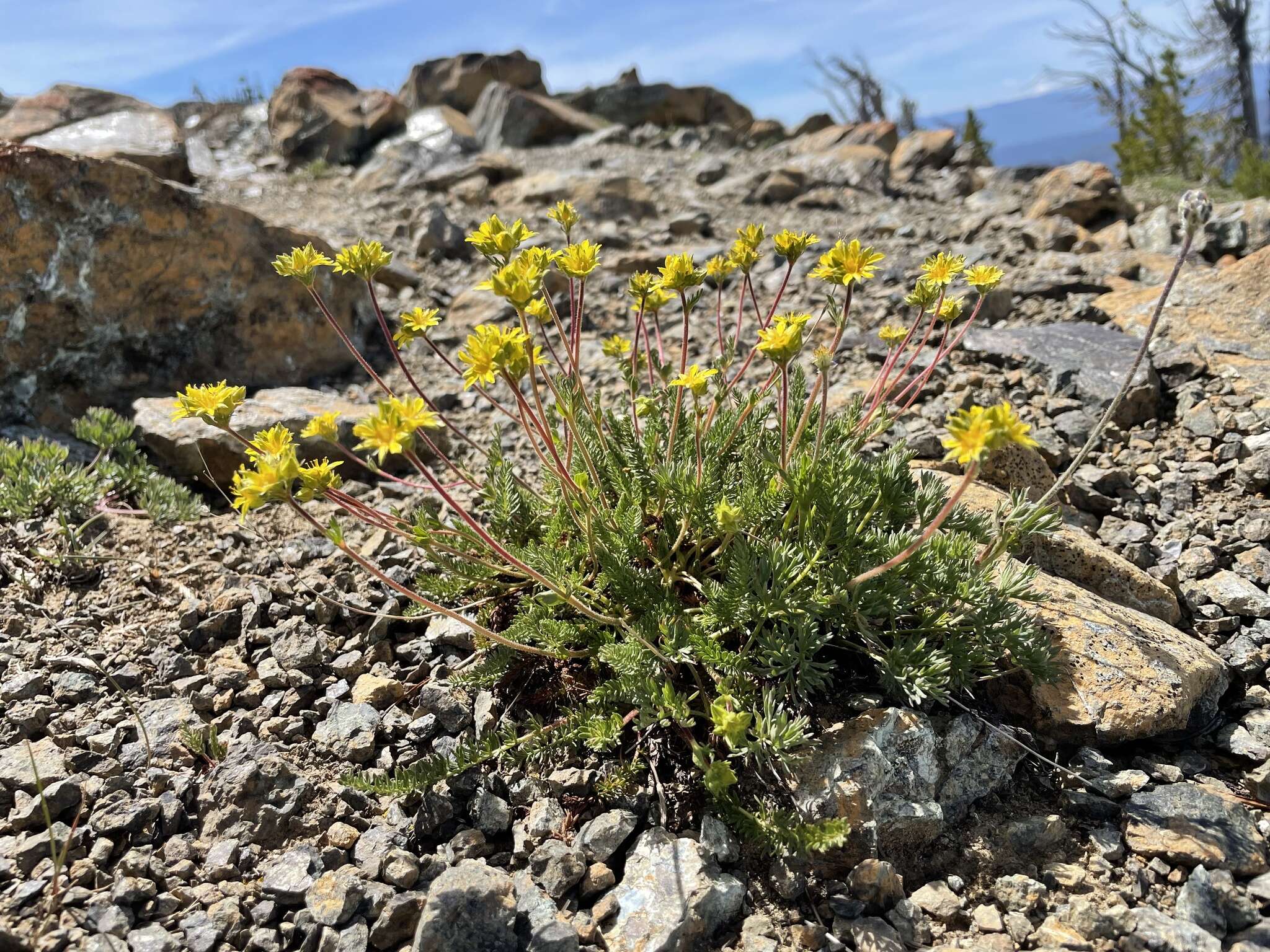 Image of Tweedy's ivesia