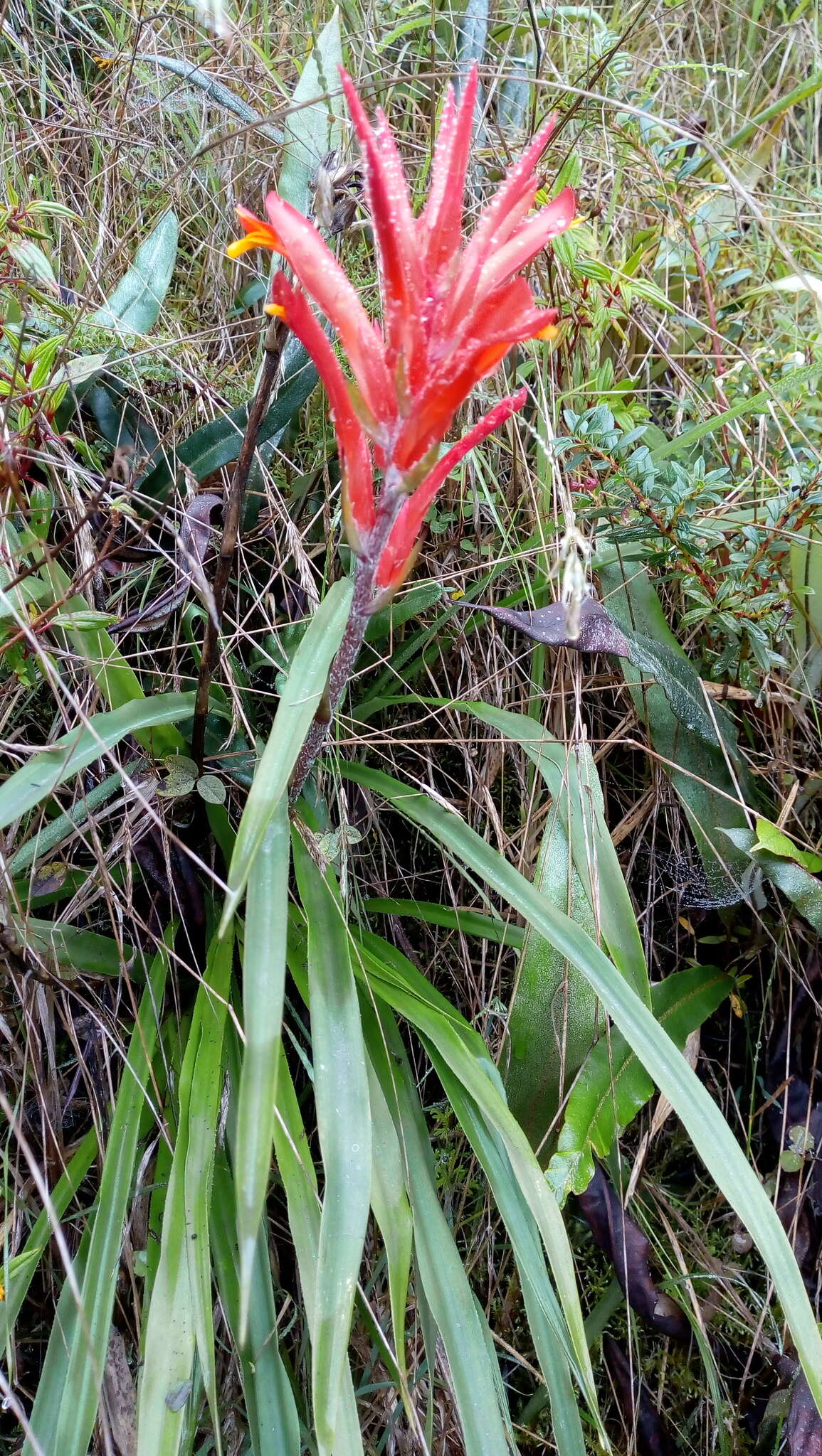 Image of Pitcairnia pungens Kunth