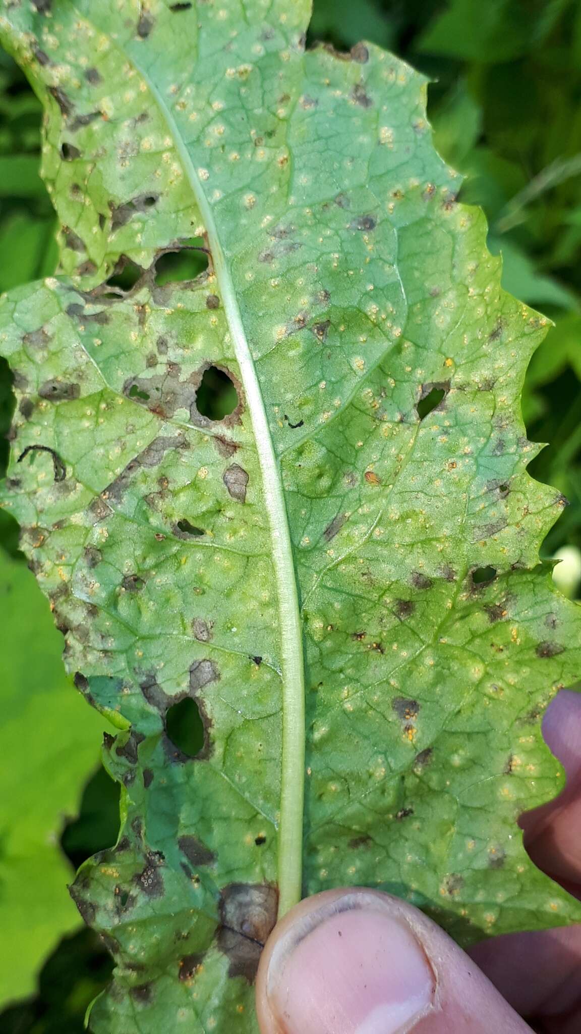 Image of Puccinia dioicae Magnus 1877