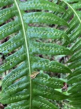 Image of Woodwardia unigemmata (Mak.) Nakai