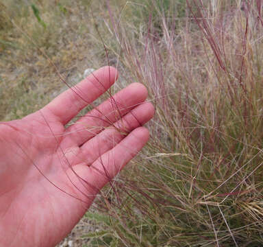 Aristida purpurea Nutt.的圖片