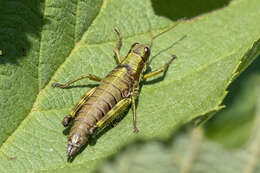 Слика од Booneacris glacialis (Scudder & S. H. 1862)