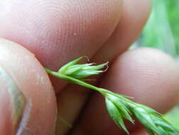 Image de Carex deweyana var. deweyana