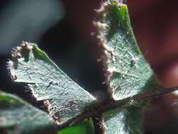 Image of tailed maidenhair