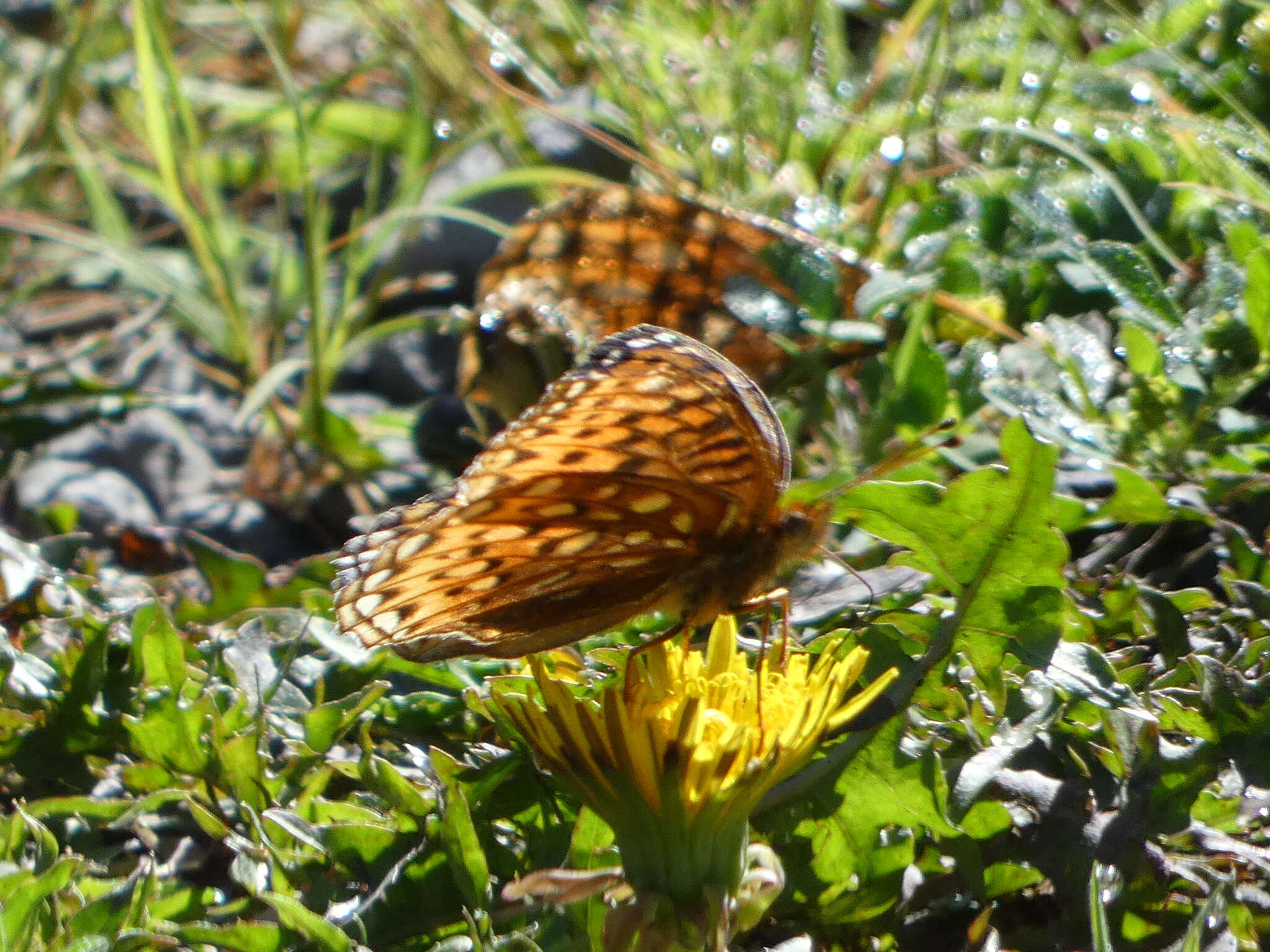 Image of Speyeria hesperis dorothea Moeck 1947