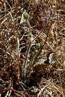 Image of Pelargonium asarifolium (Sweet) G. Don