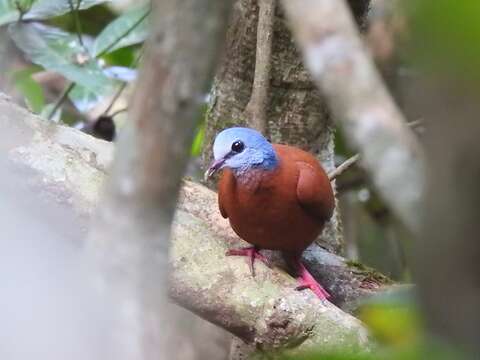 Image of Blue-headed Wood Dove