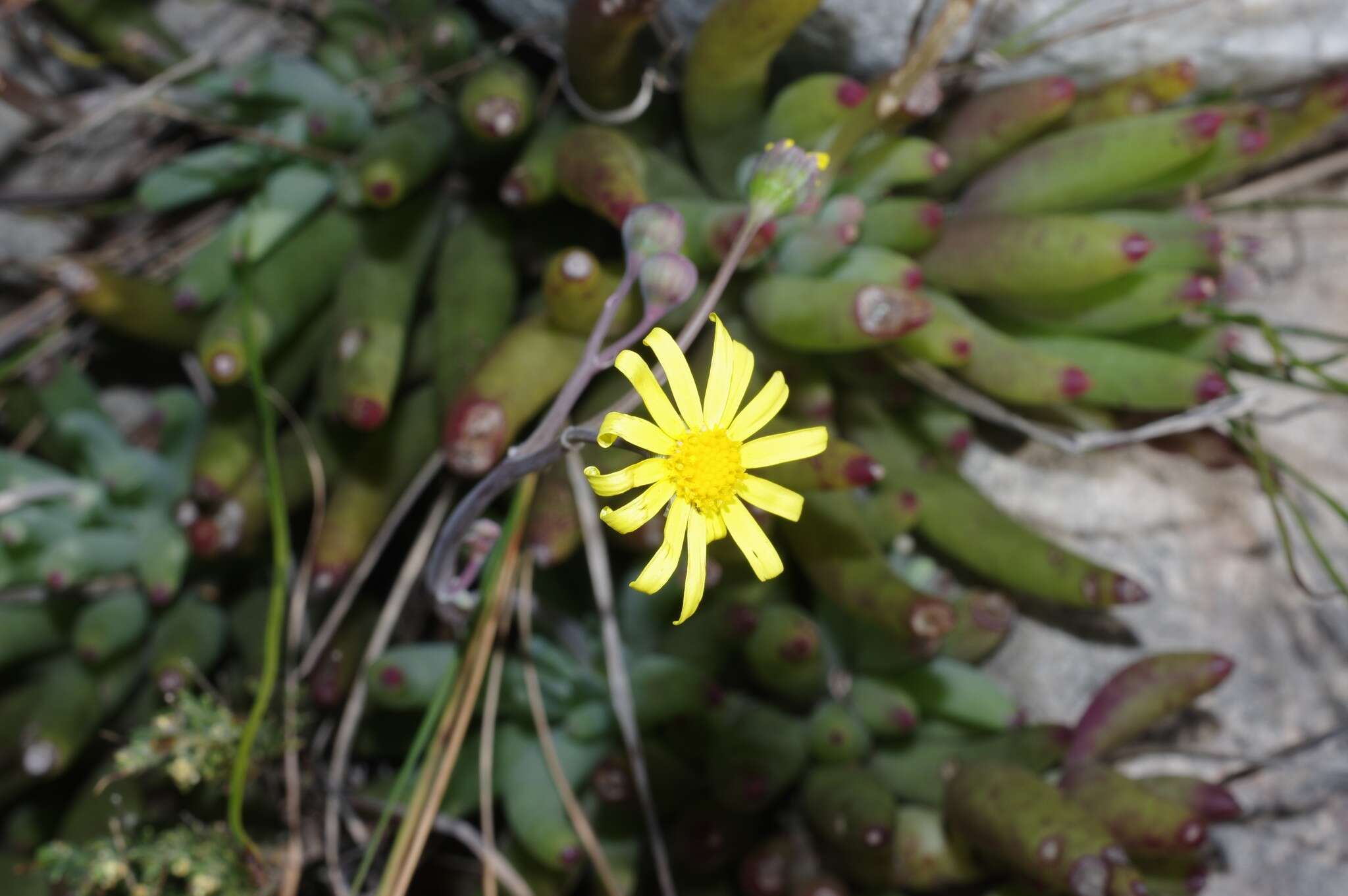 Image de Crassothonna cacalioides (L. fil.) B. Nord.